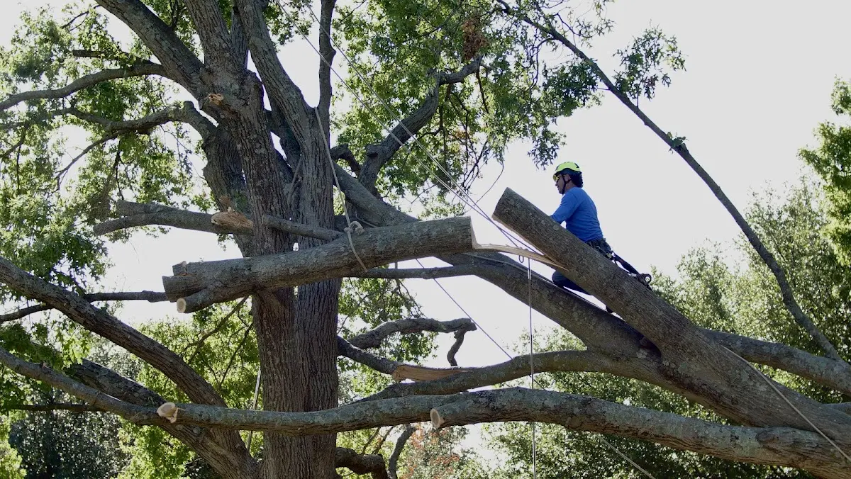 Professional Hazardous Tree Removal performed by certified arborists in Brackettville