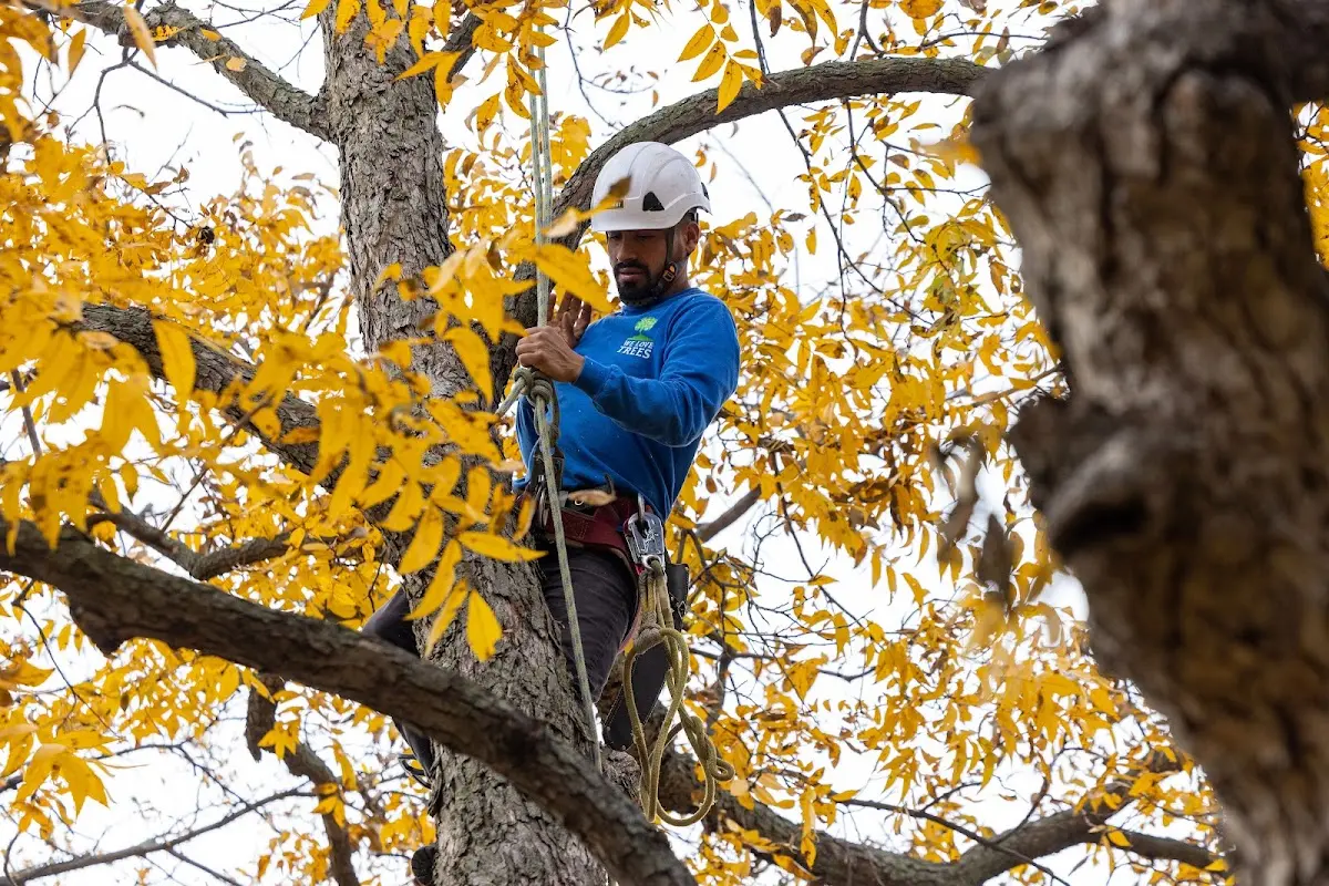Skilled Tree Planting crew working in Brackettville