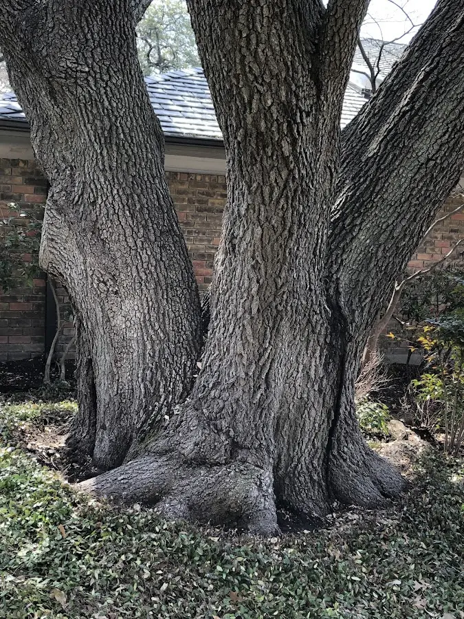 Mature heritage tree close to a Brackettville property cared for by certified arborists